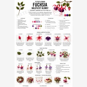 Fuchia n�lefiltning